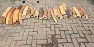 Wildlife: Customs Arrests Four Persons Over Smuggling Of 22 Elephant Tusks